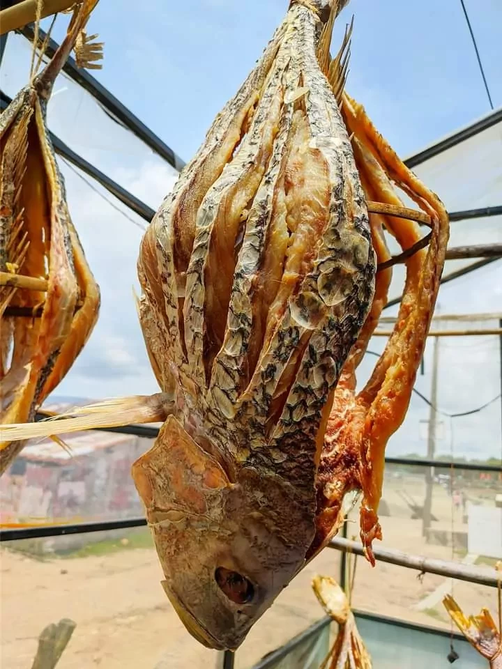 শীল কোরাল